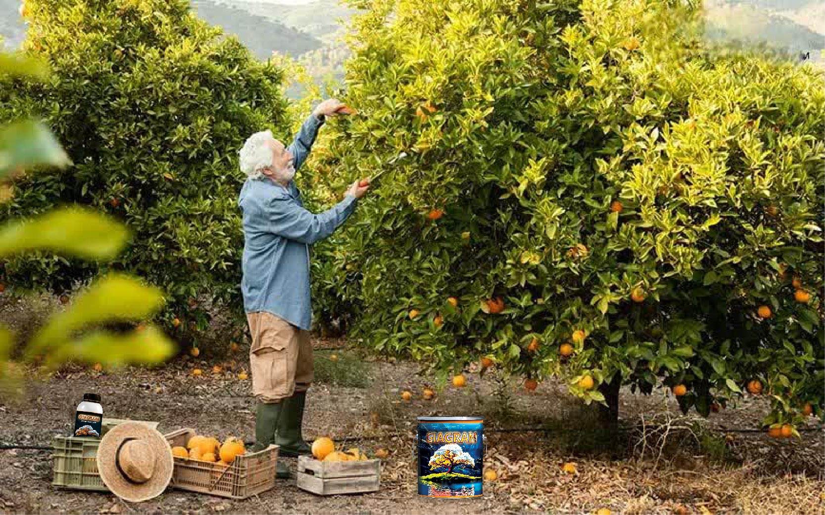 مرکبات و کاربرد کود هوشمند گیاگرام در کشاورزی 4 کود هوشمند مرکبات